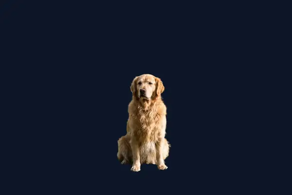 Remove Background with AI on Lumageni — after