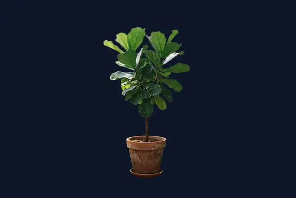 Remove Background with AI on Lumageni — after